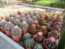 Jahresausflug 2012 Kakteenland_4